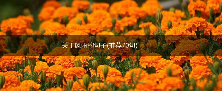 关于风雨的句子(推荐70句),第1张