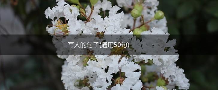 写人的句子(通用50句),第1张
