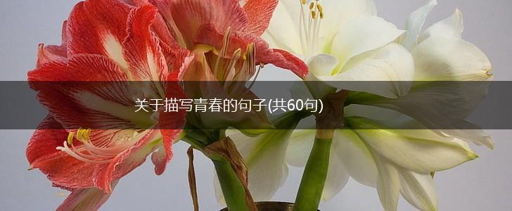 关于描写青春的句子(共60句),第1张