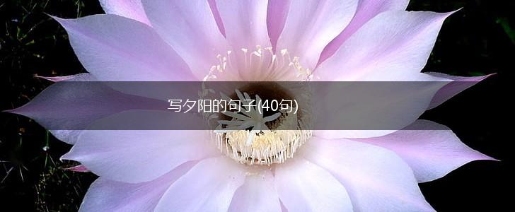 写夕阳的句子(40句),第1张