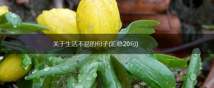 关于生活不易的句子(汇总20句),第1张
