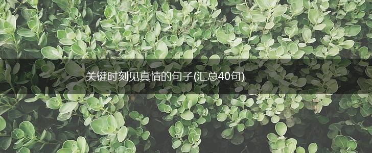 关键时刻见真情的句子(汇总40句),第1张