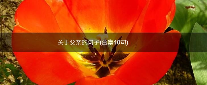 关于父亲的句子(合集40句),第1张