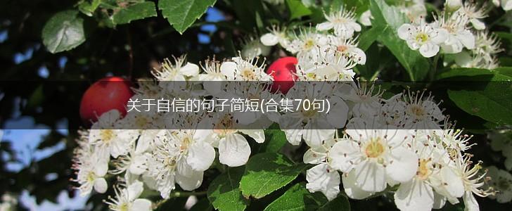 关于自信的句子简短(合集70句),第1张