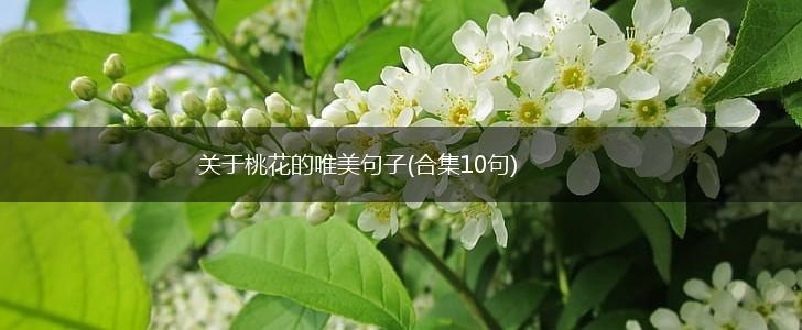 关于桃花的唯美句子(合集10句),第1张