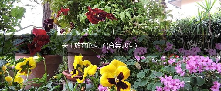 关于放弃的句子(合集50句),第1张