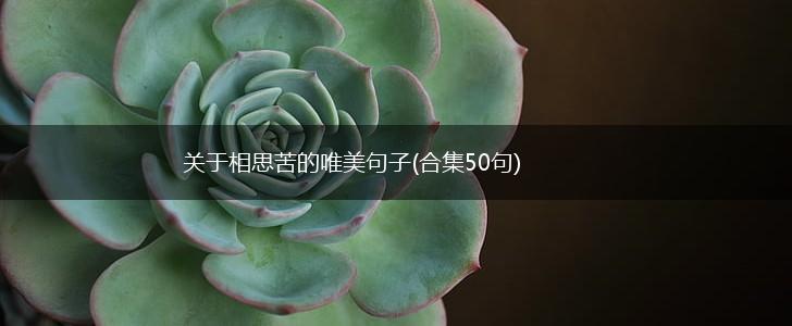 关于相思苦的唯美句子(合集50句),第1张