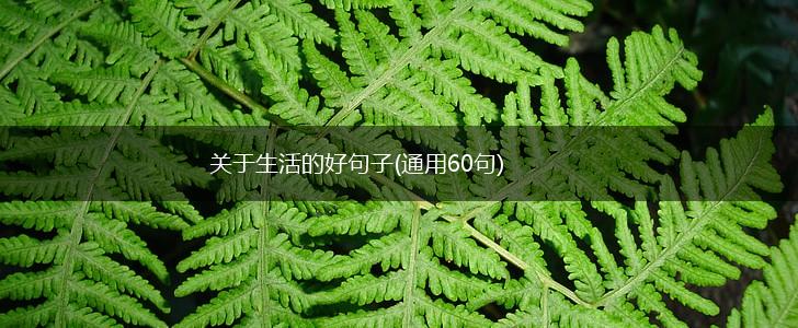 关于生活的好句子(通用60句),第1张