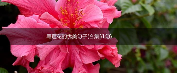 写莲花的优美句子(合集51句),第1张