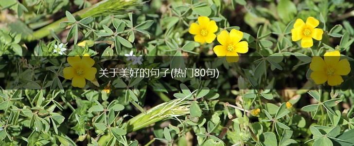 关于美好的句子(热门80句),第1张