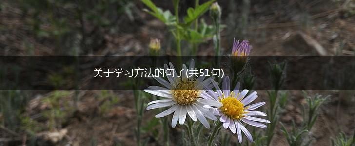 关于学习方法的句子(共51句),第1张