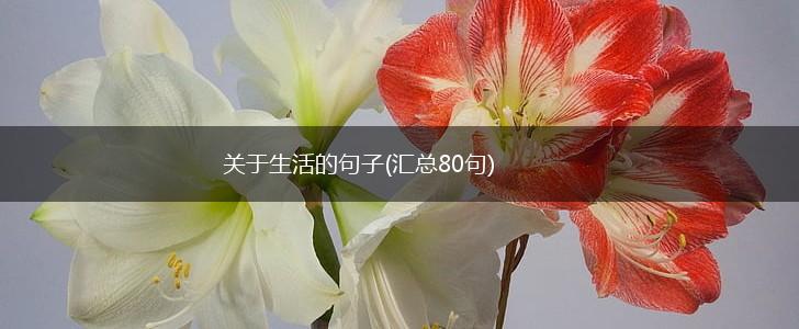 关于生活的句子(汇总80句),第1张