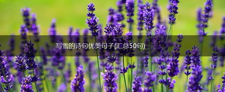 写雪的诗句优美句子(汇总50句),第1张