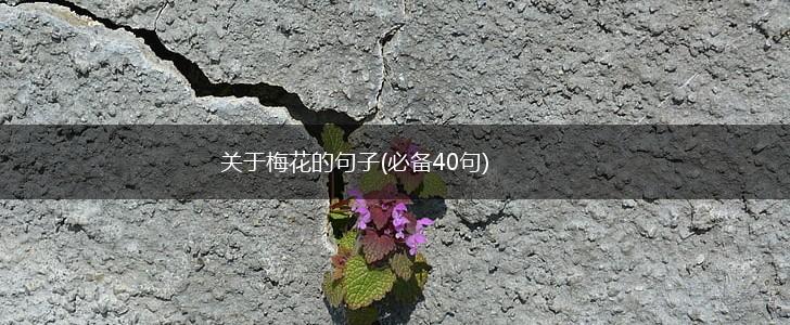 关于梅花的句子(必备40句),第1张