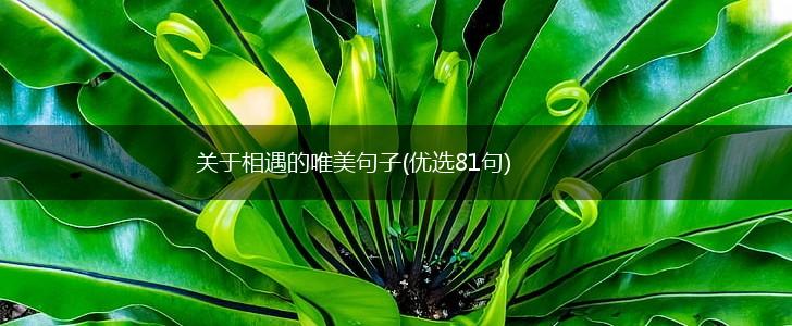 关于相遇的唯美句子(优选81句),第1张