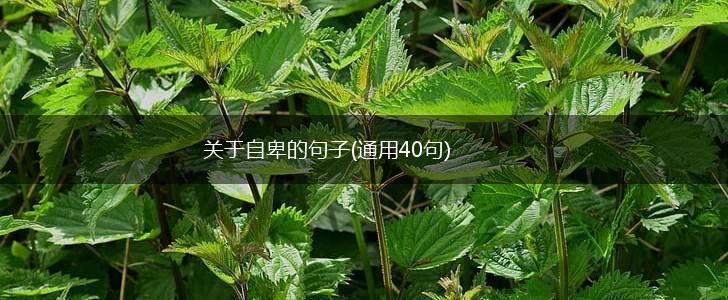 关于自卑的句子(通用40句),第1张