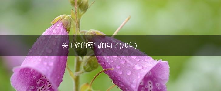 关于豹的霸气的句子(70句),第1张