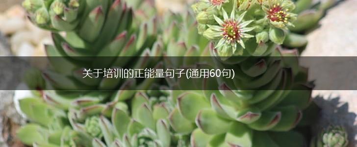 关于培训的正能量句子(通用60句),第1张