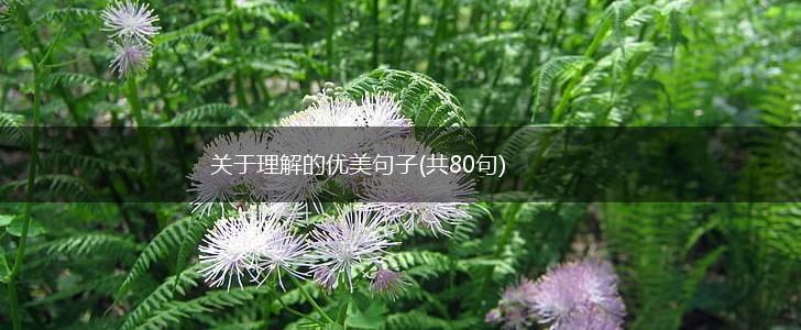 关于理解的优美句子(共80句),第1张