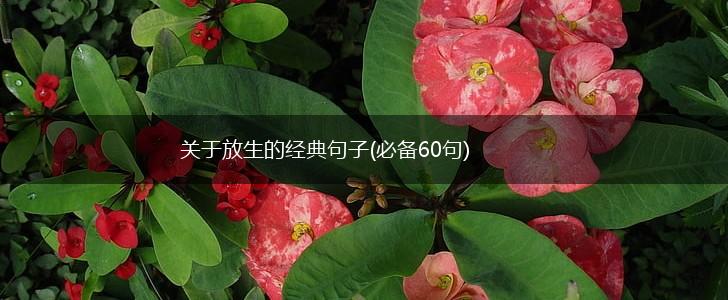 关于放生的经典句子(必备60句),第1张