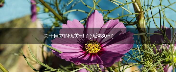 关于自立的优美句子(优选80句),第1张