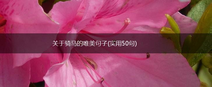 关于骑马的唯美句子(实用50句),第1张