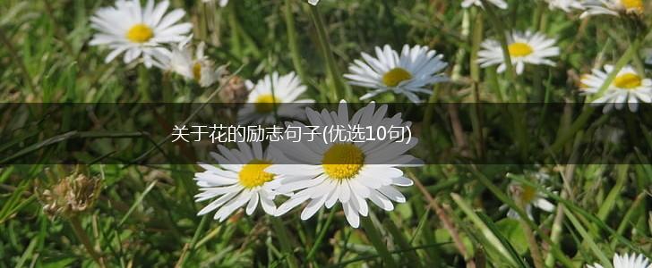 关于花的励志句子(优选10句),第1张