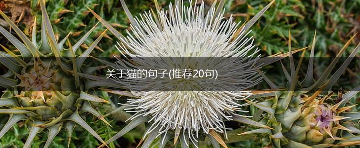 关于猫的句子(推荐20句),第1张