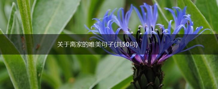 关于离家的唯美句子(共50句),第1张