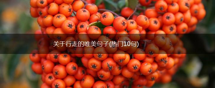 关于行走的唯美句子(热门10句),第1张