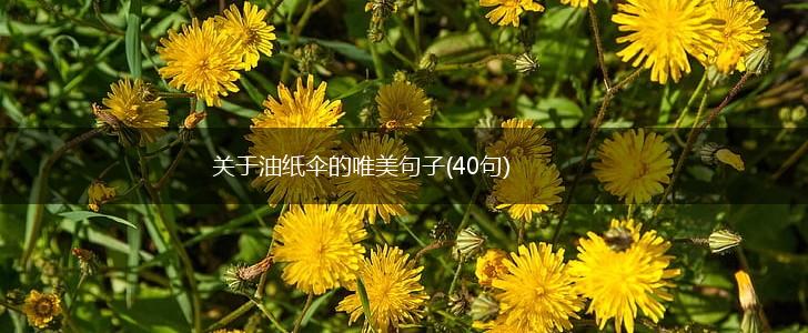 关于油纸伞的唯美句子(40句),第1张