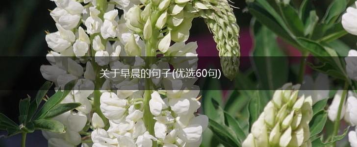 关于早晨的句子(优选60句),第1张