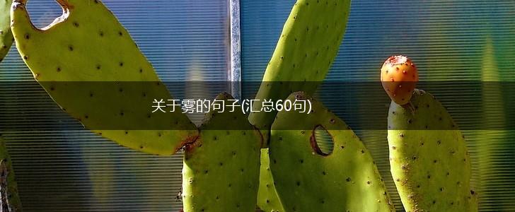 关于雾的句子(汇总60句),第1张
