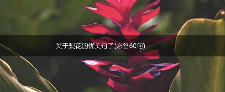 关于梨花的优美句子(必备60句),第1张
