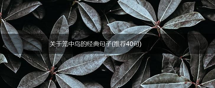 关于笼中鸟的经典句子(推荐40句),第1张