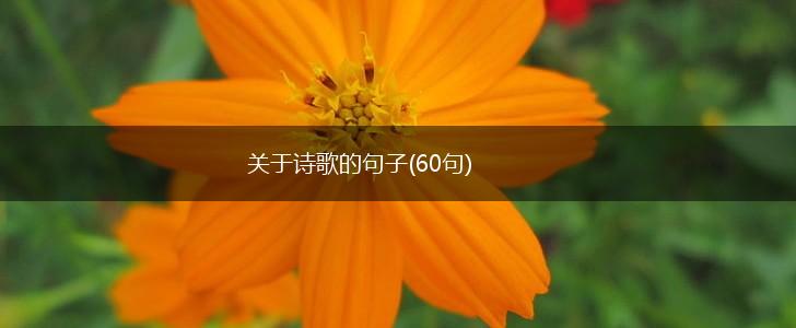 关于诗歌的句子(60句),第1张