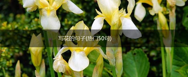写花的句子(热门50句),第1张