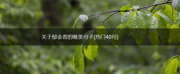 关于郁金香的唯美句子(热门40句),第1张