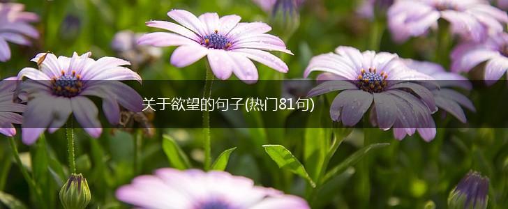 关于欲望的句子(热门81句),第1张