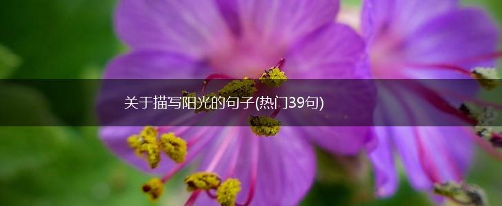 关于描写阳光的句子(热门39句),第1张