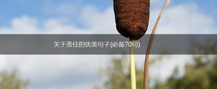 关于责任的优美句子(必备70句),第1张