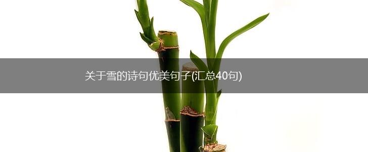 关于雪的诗句优美句子(汇总40句),第1张