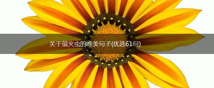 关于萤火虫的唯美句子(优选61句),第1张