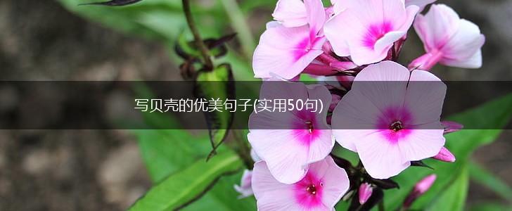 写贝壳的优美句子(实用50句),第1张