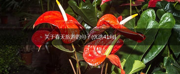 关于春天旅游的句子(优选41句),第1张