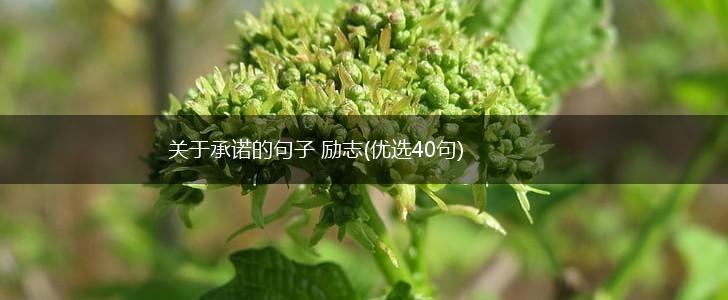 关于承诺的句子 励志(优选40句),第1张