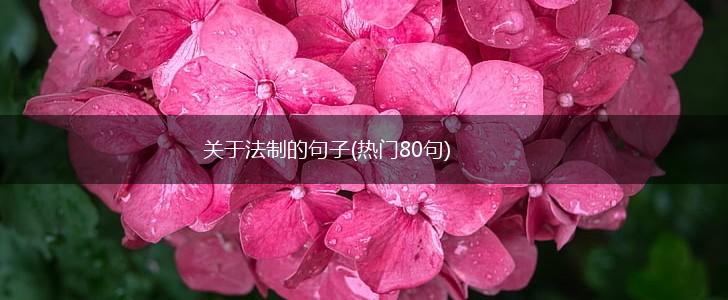 关于法制的句子(热门80句),第1张