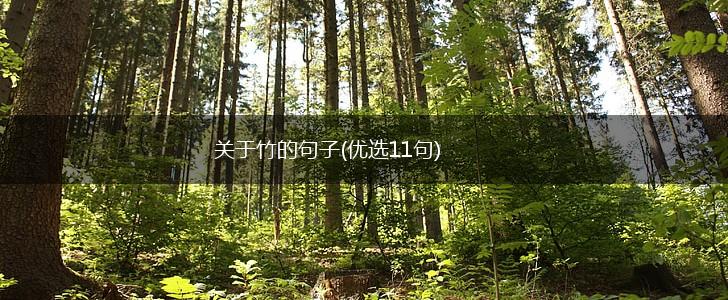 关于竹的句子(优选11句),第1张