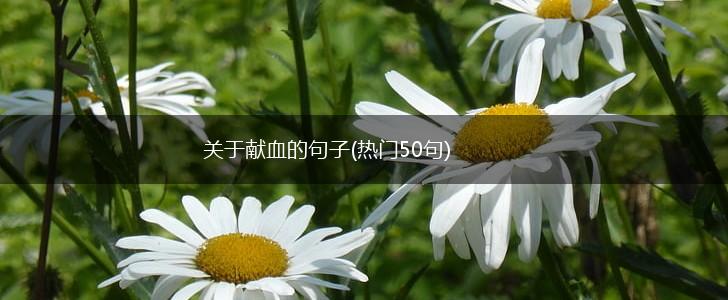 关于献血的句子(热门50句),第1张