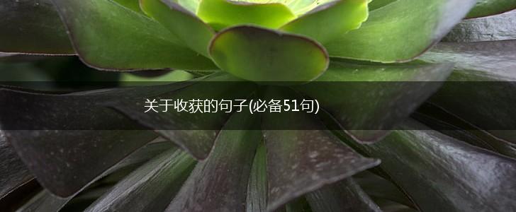 关于收获的句子(必备51句),第1张